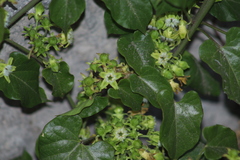 Gonolobus sororius