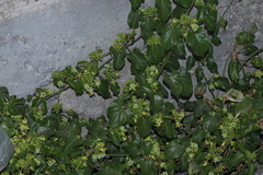 Gonolobus sororius