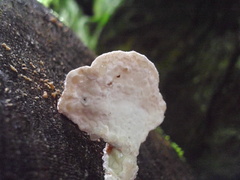 Calcipostia guttulata
