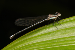 Argia indicatrix