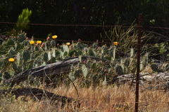 Opuntia