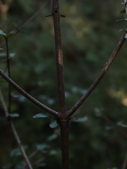 Coprosma pedicellata
