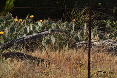 Opuntia