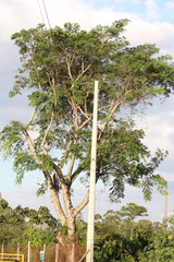 Enterolobium contortisiliquum