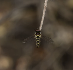 Allograpta hortensis