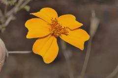 Tagetes tenuifolia