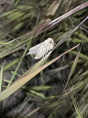 Litoprosopus coachella