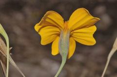 Tagetes tenuifolia