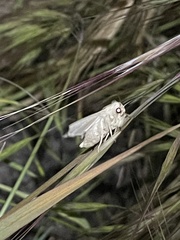 Litoprosopus coachella