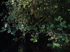 Coprosma pedicellata