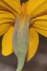 Tagetes tenuifolia
