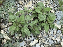 Salvia ringens