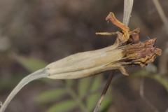 Tagetes tenuifolia