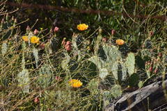 Opuntia