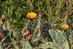 Opuntia