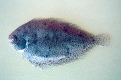 Harmand's Sole photo 1