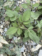 Salvia ringens