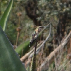 Calothorax
