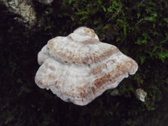 Calcipostia guttulata