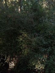 Coprosma pedicellata
