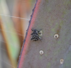 Peltophorus polymitus