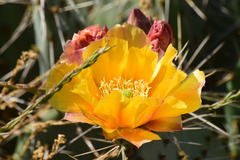 Opuntia