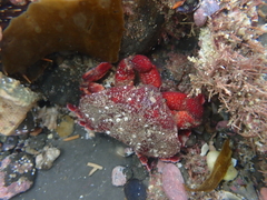 Eurynolambrus australis