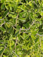 Condalia hookeri