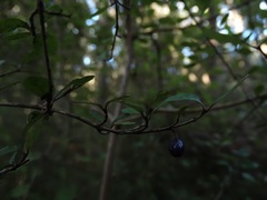 Coprosma pedicellata