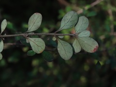 Coprosma pedicellata