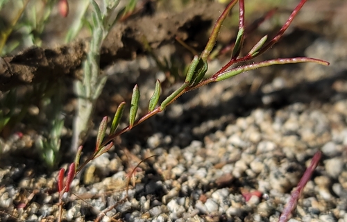 Image of Camissonia sierrae by (c) Chris Winchell, some rights reserved (CC BY)