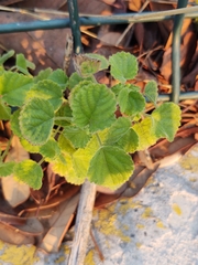 Acalypha monostachya