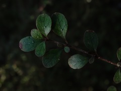 Coprosma pedicellata