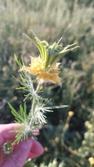 Nigella ciliaris