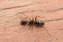 Camponotus quadrinotatus