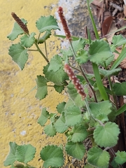 Acalypha monostachya