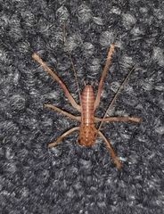 Pterapotrechus