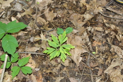 Anemonoides quinquefolia