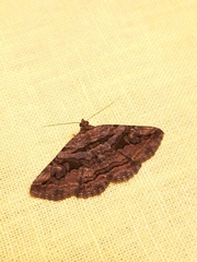 Lepidoptera