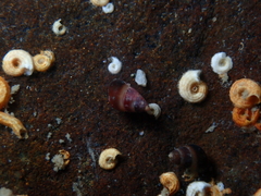 Eatoniella