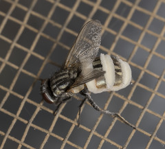 Entomophthoraceae