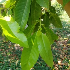 Magnolia × alba