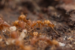 Strumigenys kumadori