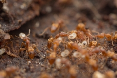 Strumigenys kumadori