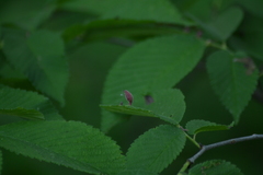 Tetraneura