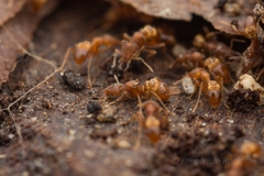 Strumigenys kumadori