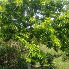 Magnolia × alba