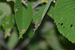 Tetraneura