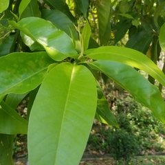 Magnolia × alba