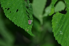Tetraneura